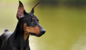 doberman-pinscher